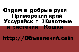 Отдам в добрые руки  - Приморский край, Уссурийск г. Животные и растения » Кошки   